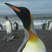 King Penguin