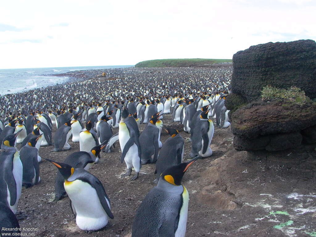 King Penguin, habitat, Reproduction-nesting, colonial reprod., Behaviour