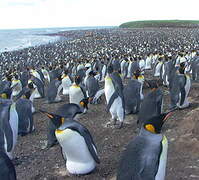 King Penguin