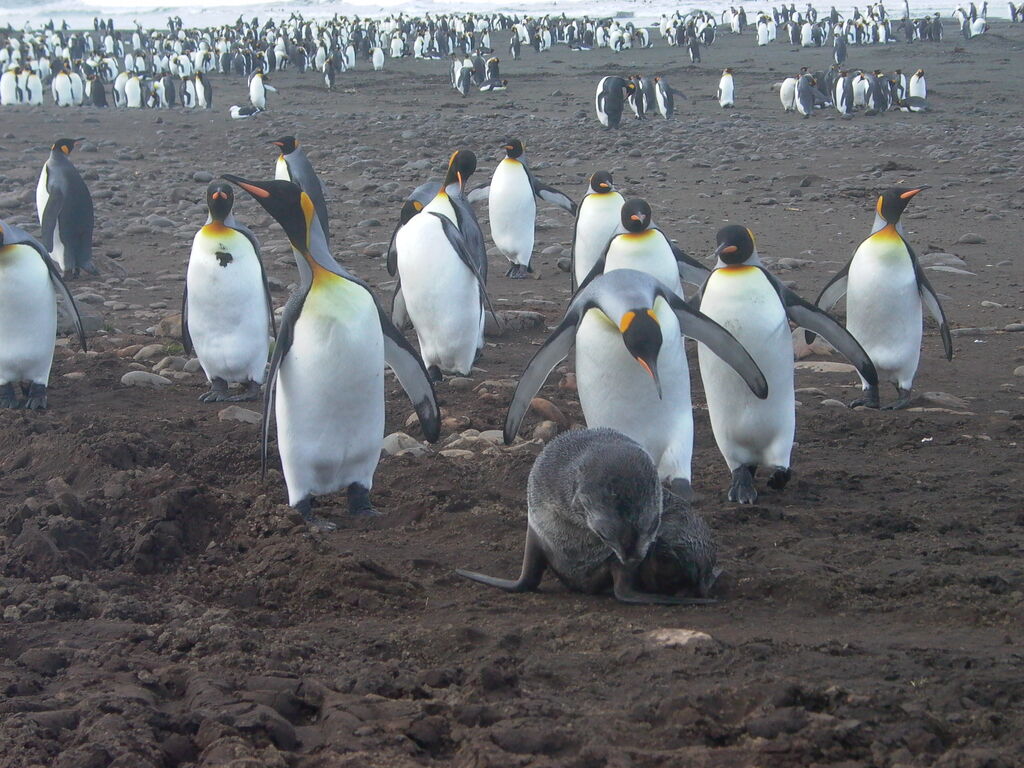 King Penguin