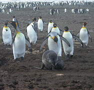 King Penguin