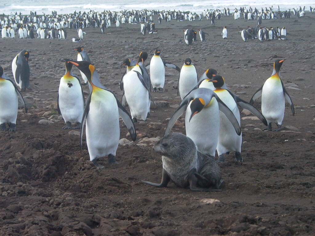 King Penguin