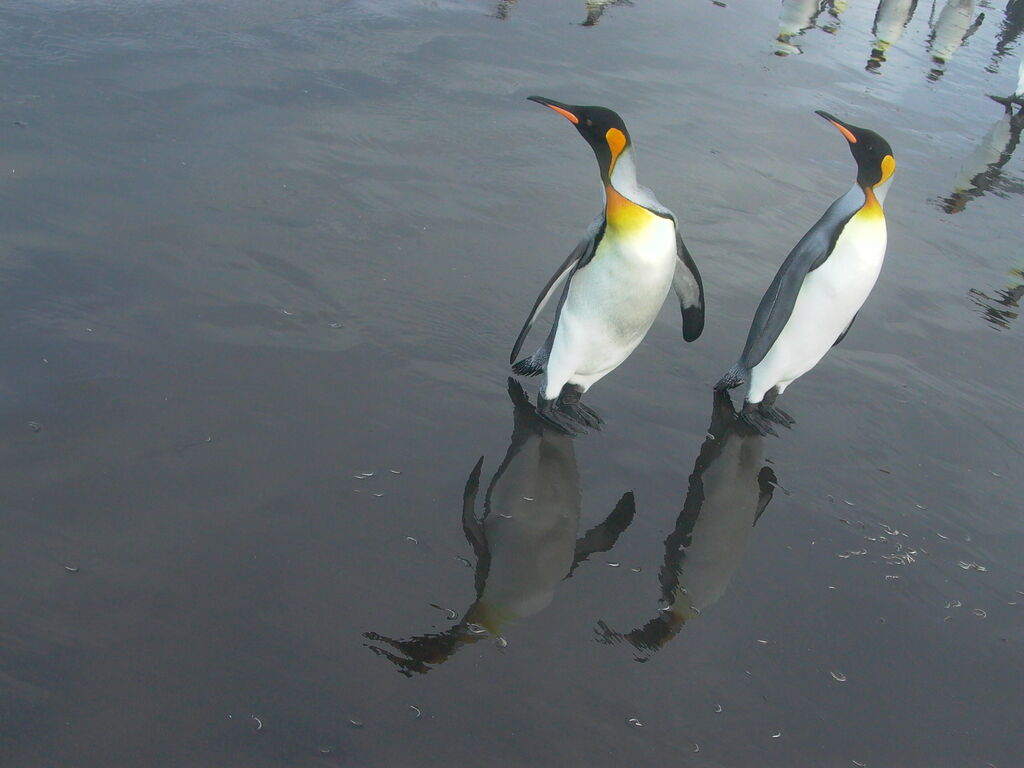 King Penguin