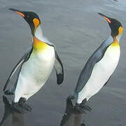 King Penguin