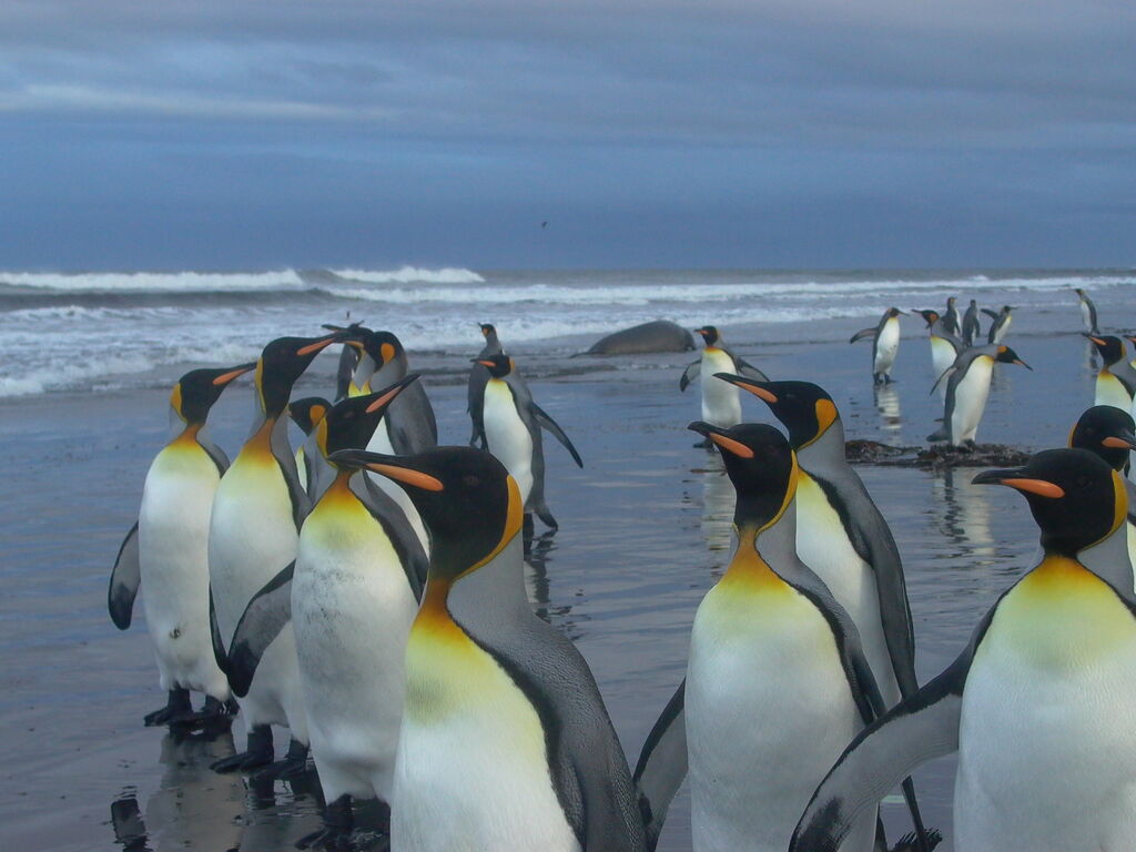 King Penguin