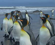 King Penguin