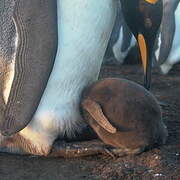 King Penguin