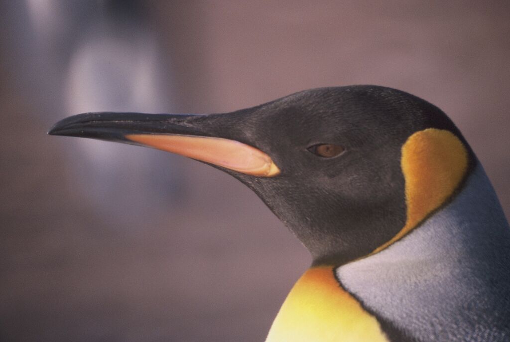 King Penguin