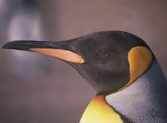 King Penguin