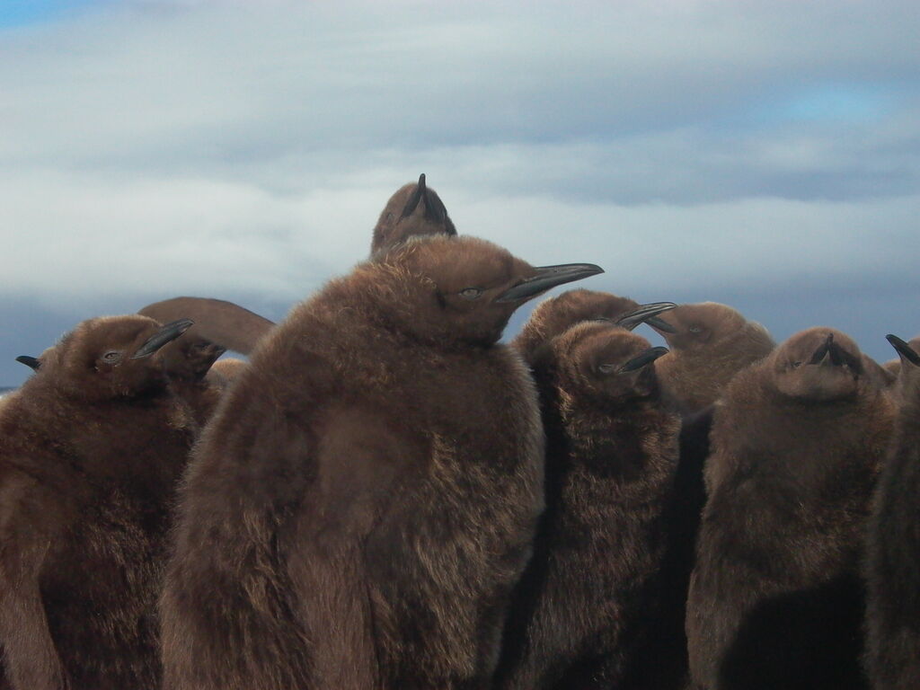 King Penguin