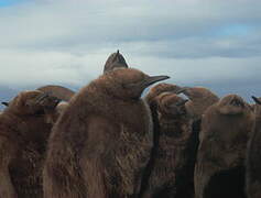 King Penguin