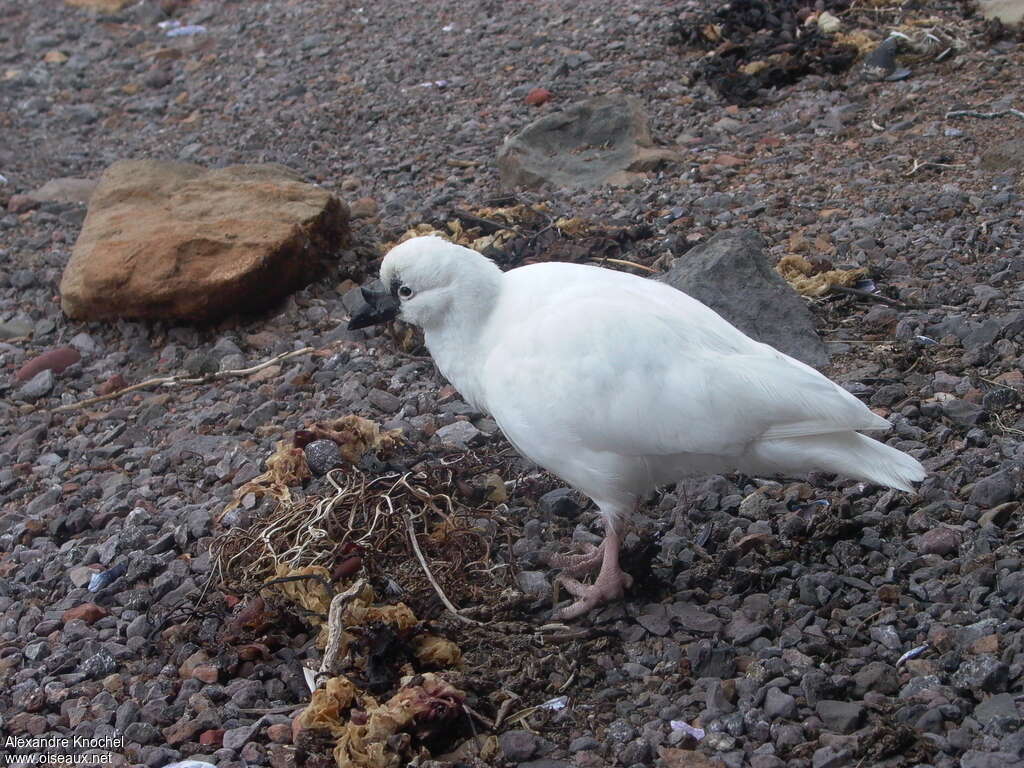 Black-faced Sheathbilladult, identification