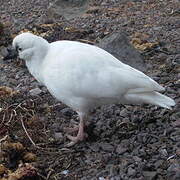 Black-faced Sheathbill