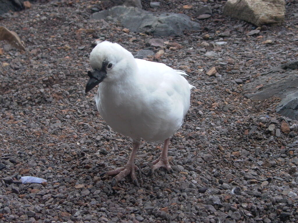 Black-faced Sheathbill