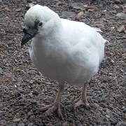 Black-faced Sheathbill