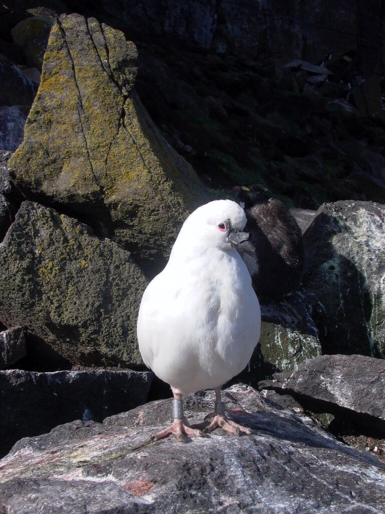 Black-faced Sheathbill