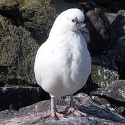 Black-faced Sheathbill