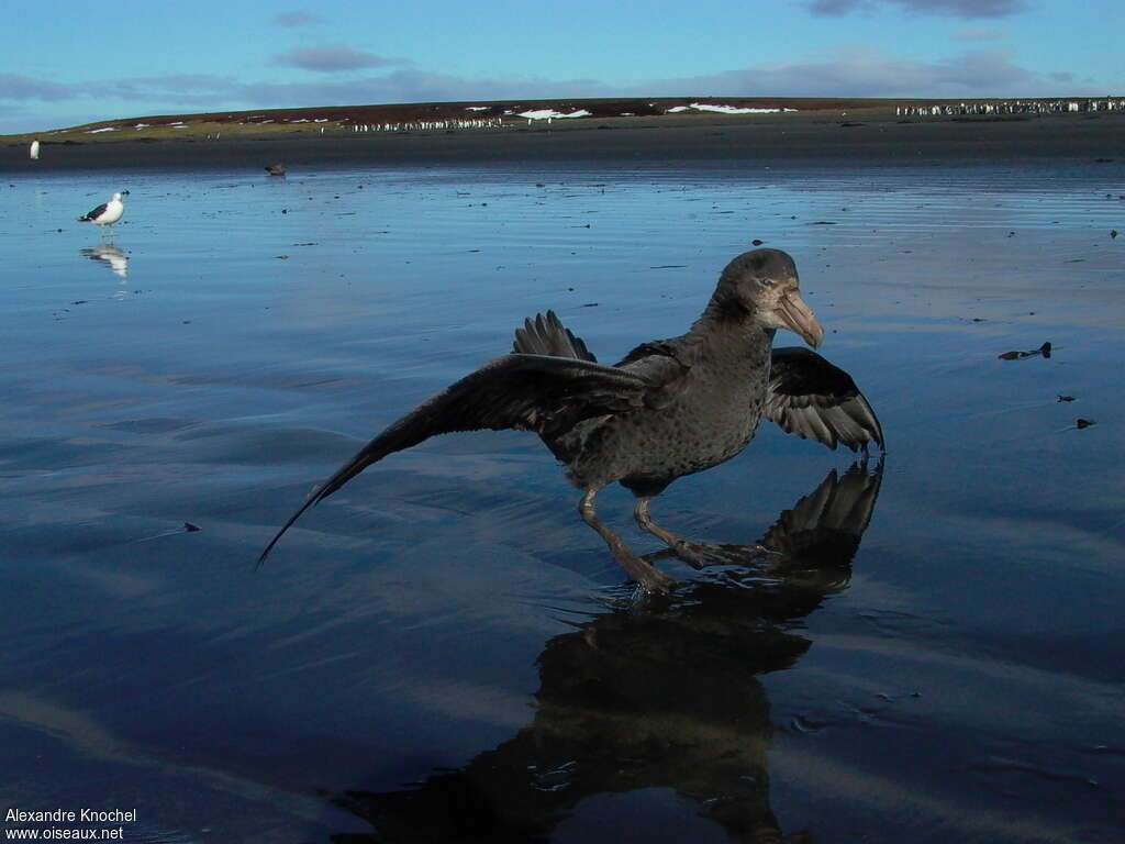 Northern Giant Petreladult, identification