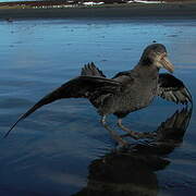 Northern Giant Petrel