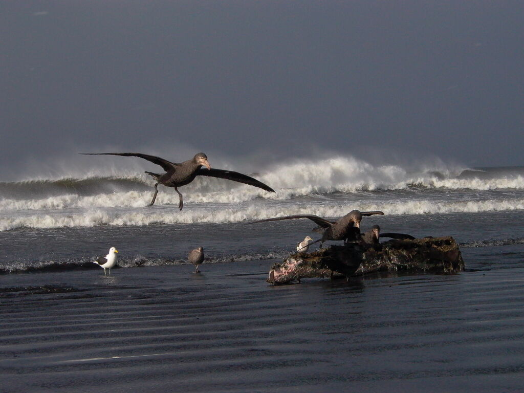 Northern Giant Petrel