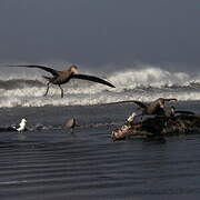 Northern Giant Petrel