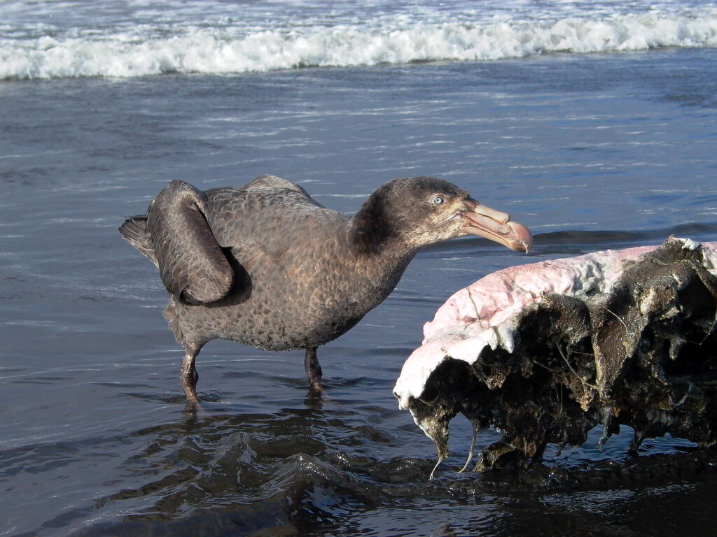 Northern Giant Petrel