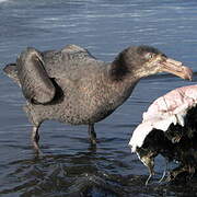 Northern Giant Petrel