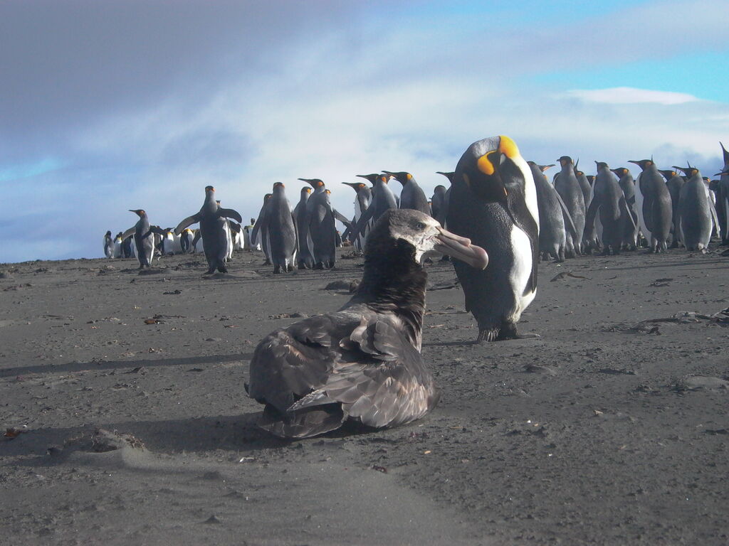 Northern Giant Petrel