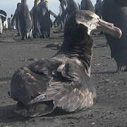 Northern Giant Petrel