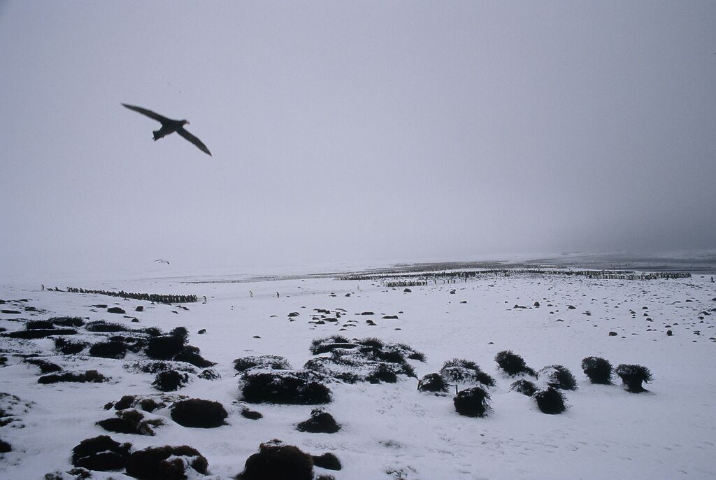 Northern Giant Petrel