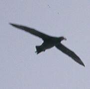 Northern Giant Petrel