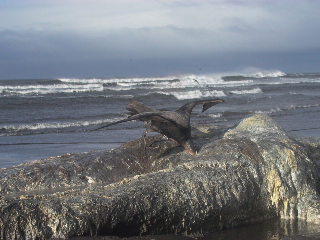 Northern Giant Petrel