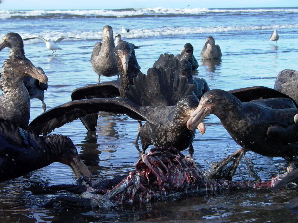 Northern Giant Petrel