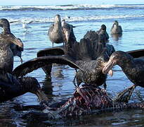 Northern Giant Petrel