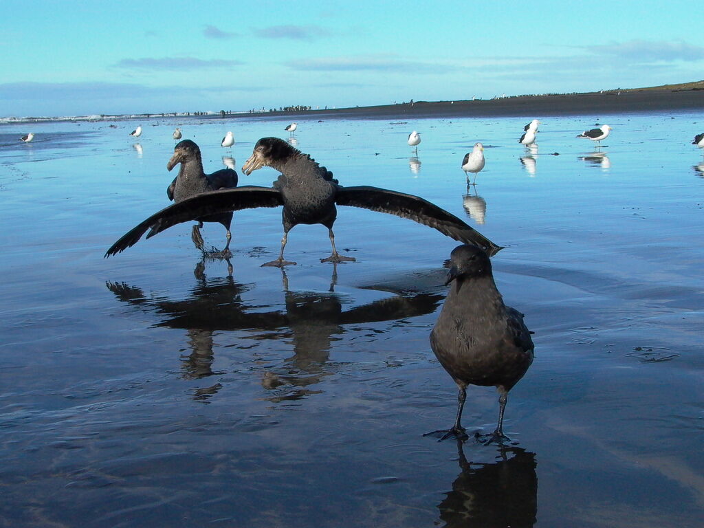 Northern Giant Petrel