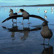 Northern Giant Petrel