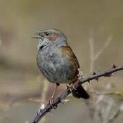 Dunnock