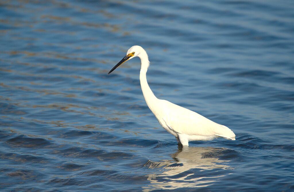 Aigrette dimorphe