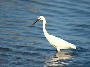 Aigrette dimorphe