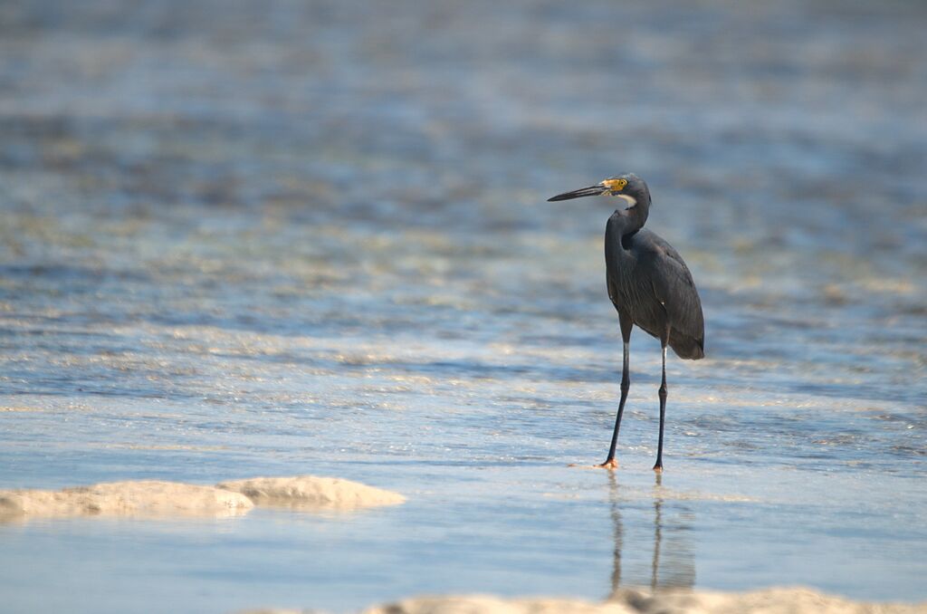 Dimorphic Egret