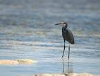 Aigrette dimorphe