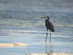 Dimorphic Egret