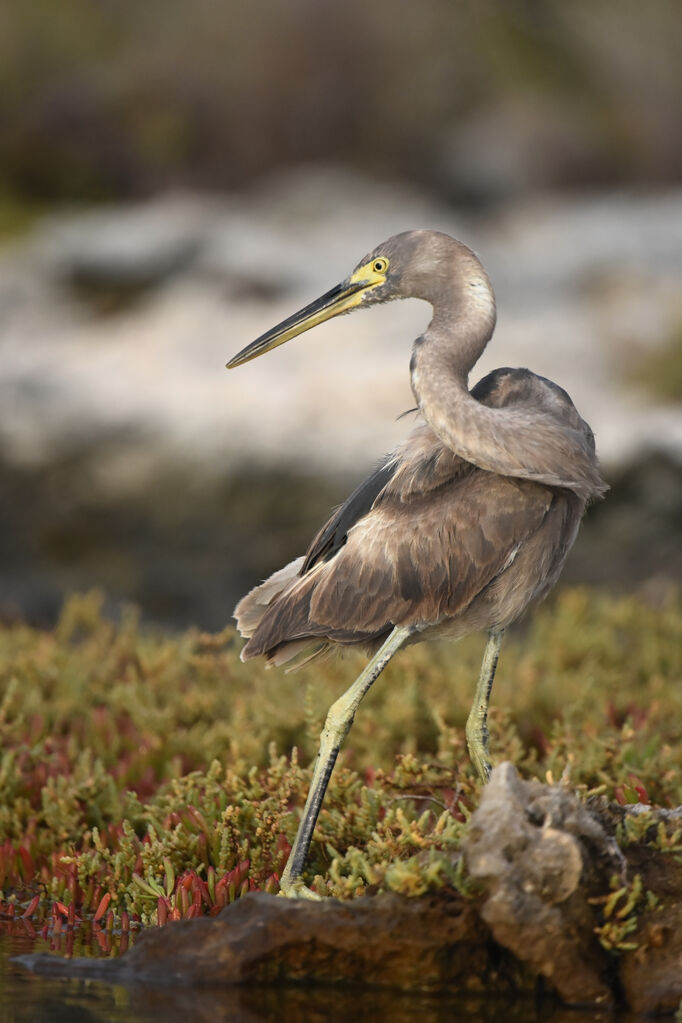 Dimorphic Egret