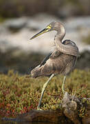 Aigrette dimorphe