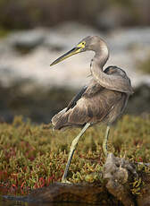 Aigrette dimorphe