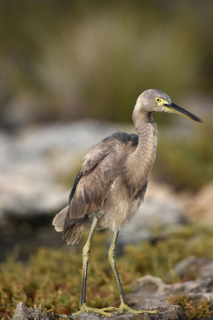 Dimorphic Egret