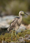 Aigrette dimorphe