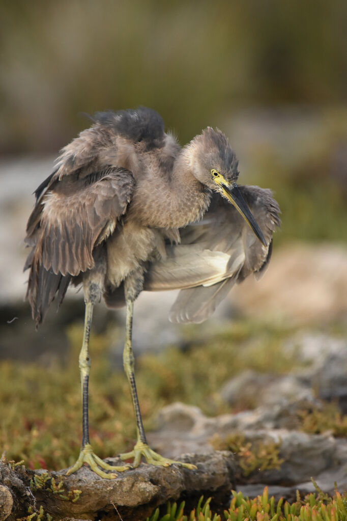 Aigrette dimorphe