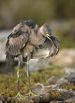 Aigrette dimorphe