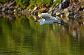 Aigrette garzette